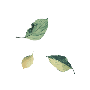 Trois feuilles tombant d'un arbre